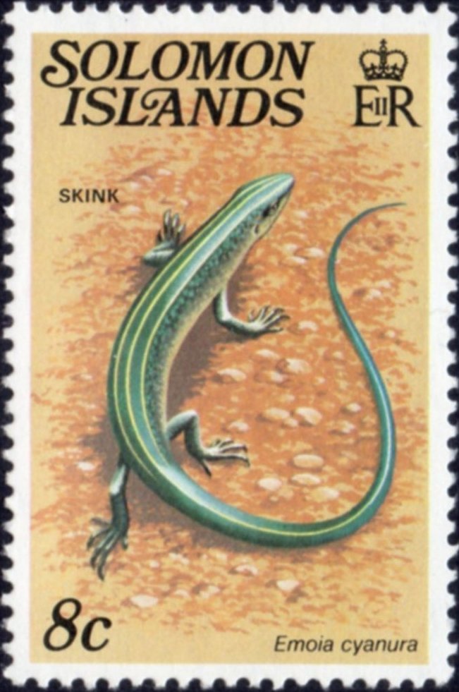 Copper-tailed Skink (Emoia cyanura)