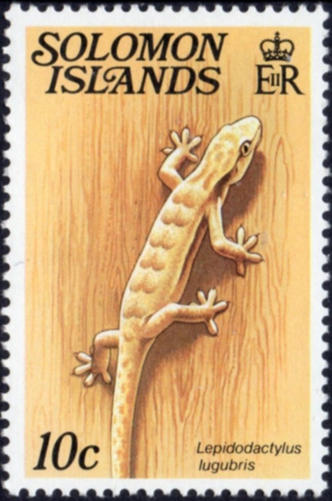 Mourning Gecko (Lepidodactylus ligubris)