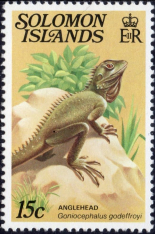 Anglehead (Gonocephalus godeffroyi)