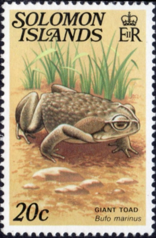 Cane Toad (Bufo marinus)