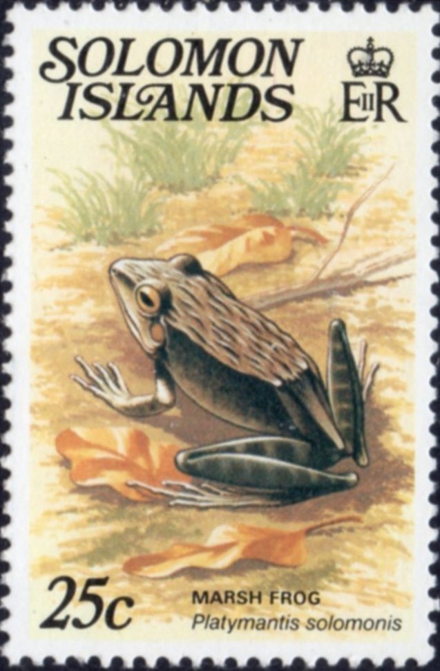 Marsh Frog (Platymantis solomonis)