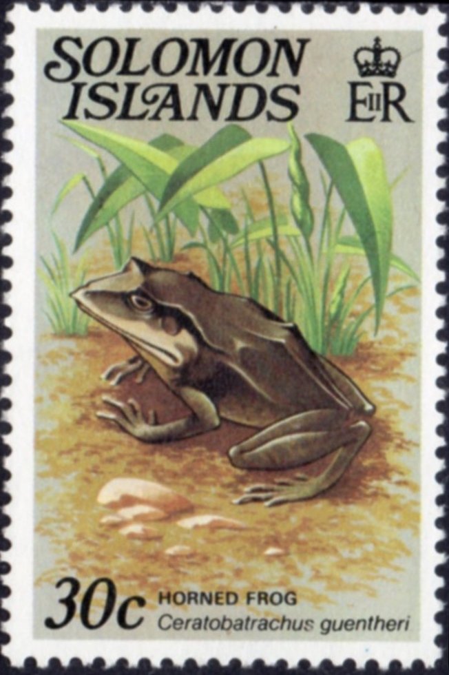 Gunther's Triangle Frog (Ceratobatrachus guentheri)