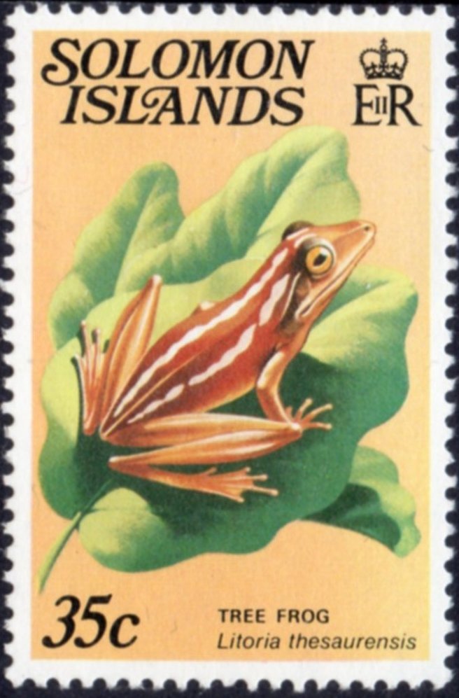 Treasury Island Tree Frog (Litoria thesaurensis)