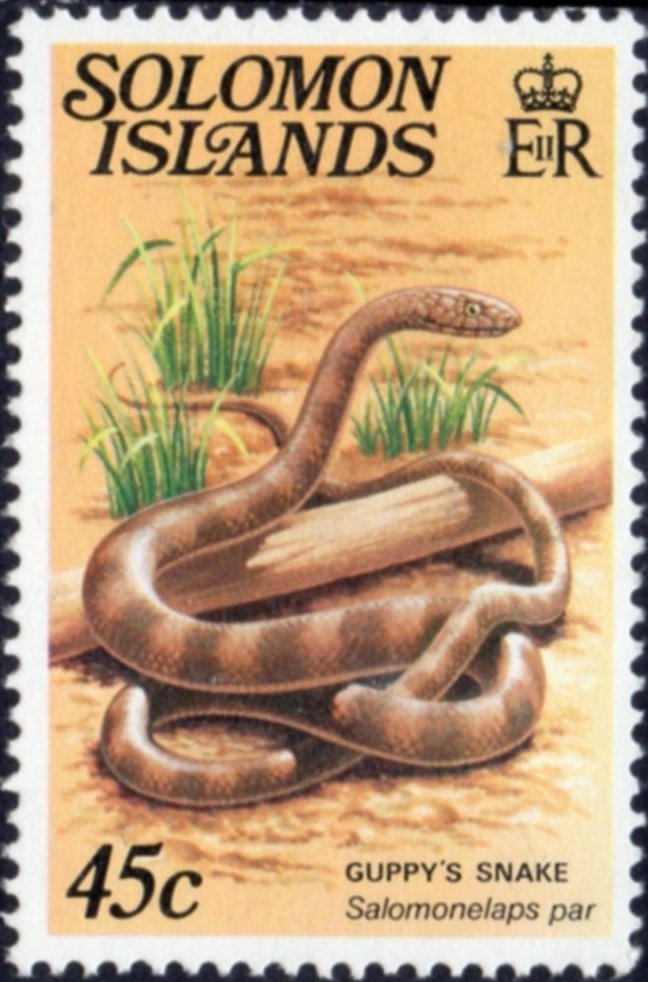 Solomons Red Krait (Salomonelaps par)