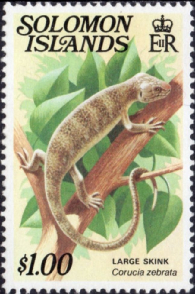 Solomon Islands Skink (Corucia zebrata)