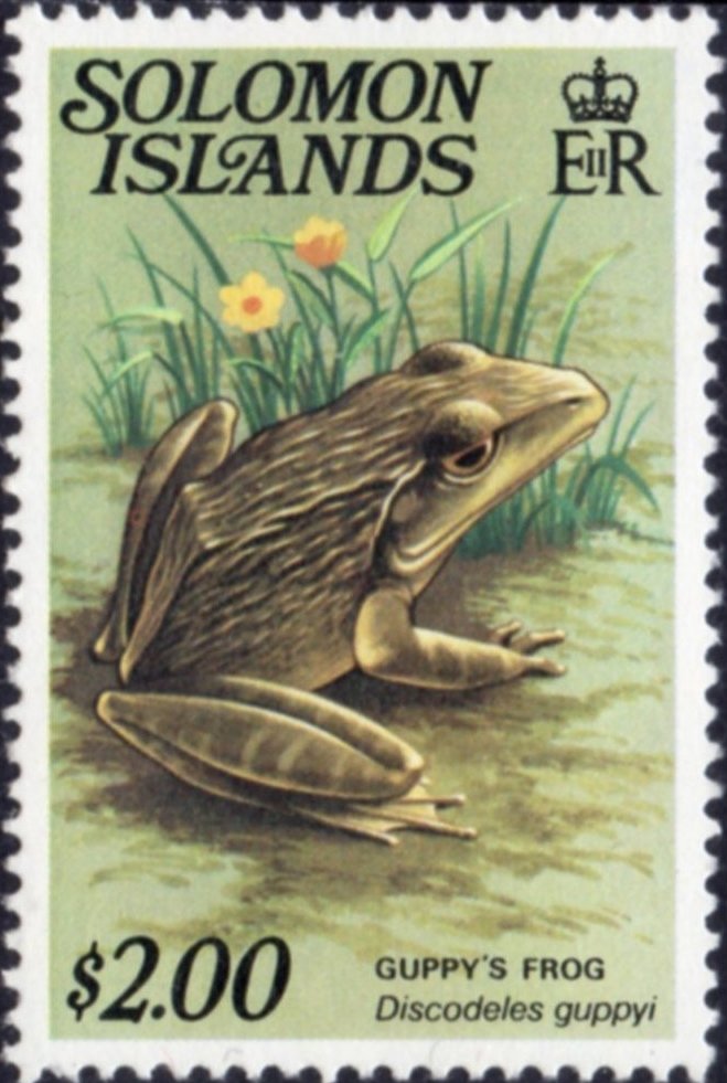 Guppy's Frog (Discodeles guppyi)