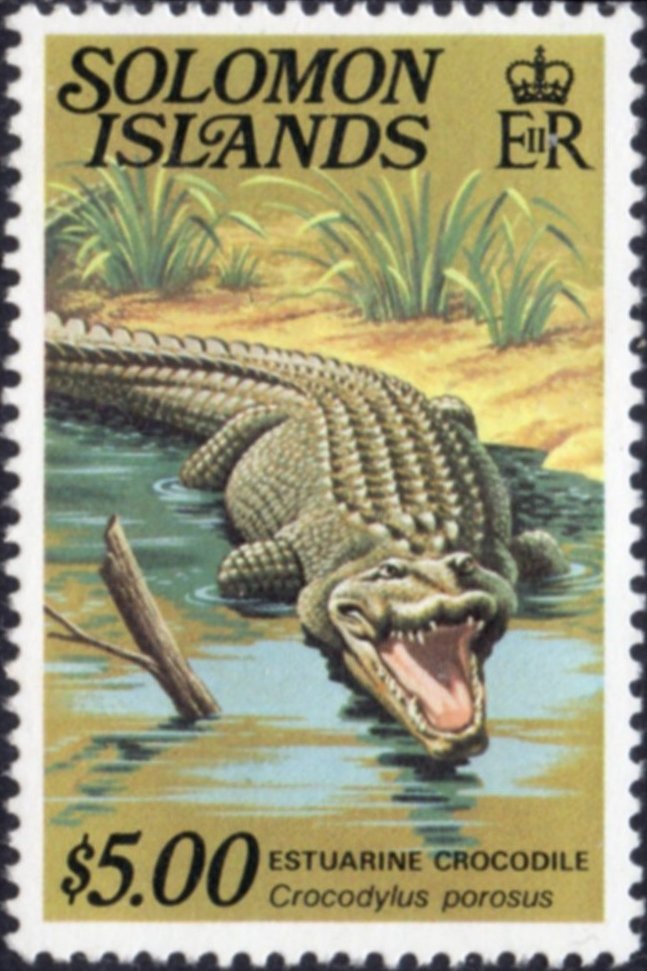 Saltwater Crocodile (Crocodylus porosus)
