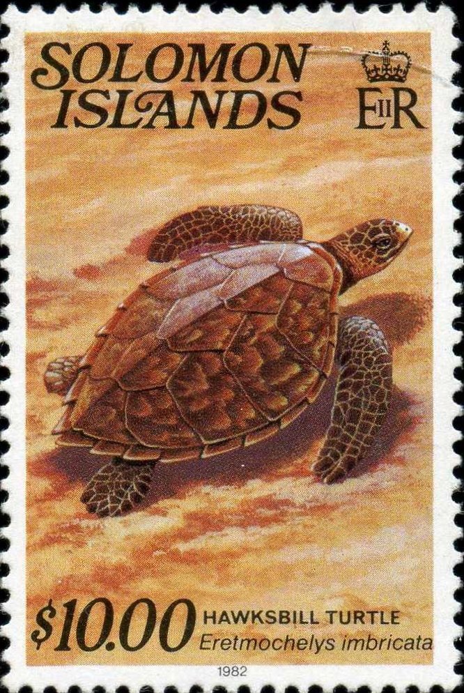 Hawksbill Turtle (Eretmochelys imbricata)