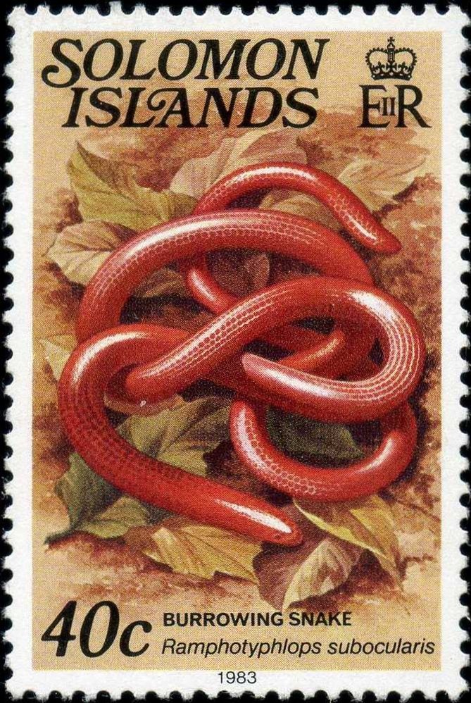 Bismarck Sharp-nosed Blindsnake (Ramphotyphlops subocularis)