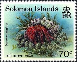 White-spotted Hermit Crab (Dardanus megistos)