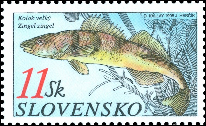 Common Zingel (Zingel zingel) 