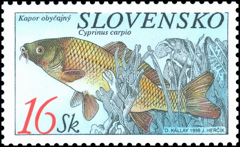 Common Carp (Cyprinus carpio)