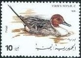 Northern Pintail (Anas acuta)