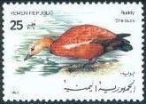 Ruddy Shelduck (Tadorna ferruginea)