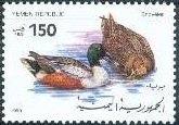 Northern Shoveler (Anas clypeata)