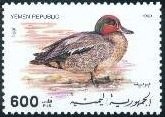 Common Teal (Anas crecca)