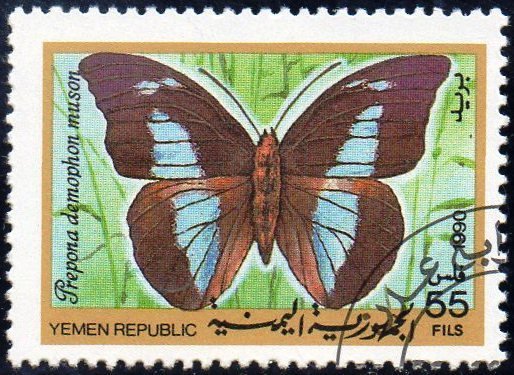 One-spotted Prepona (Prepona dremophon)
