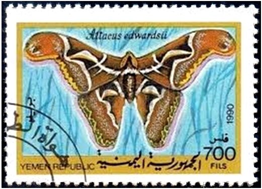 Edward's Atlas Moth (Attacus edwardsii)