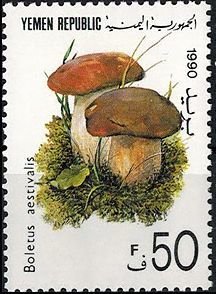 Boletus aestivalis