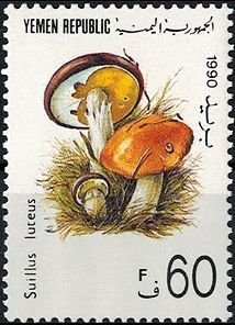Suillus luteus