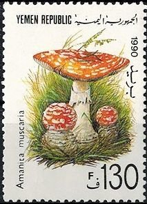 Amanita muscaria