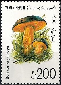 Boletus erythropus