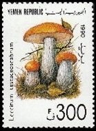 Leccinum testaceoscabrum