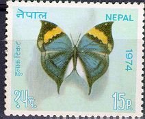 Orange Oakleaf (Kallima inachus) - Upperside
