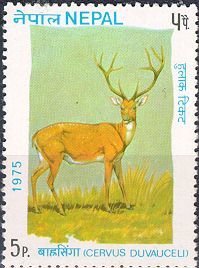 Stamp, Barasingha (Cervus duvauceli), Nepal,  , Animals (Fauna), Deer
