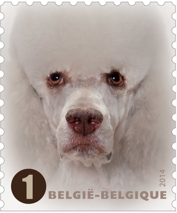Poodle
