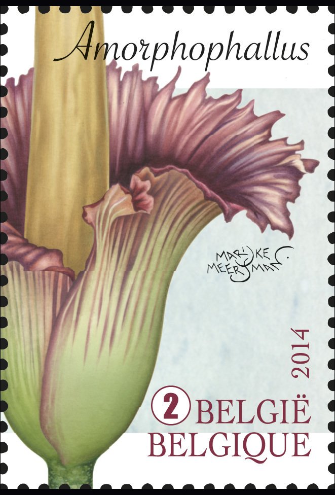 Amorphophallus Titanum -  Titan Arum