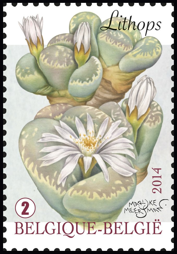 Lithops - Living Stones