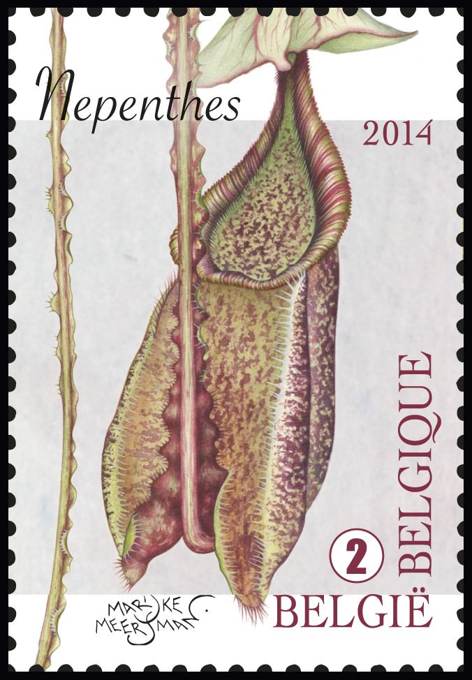 Nepenthes - Tropical pitcher plant
