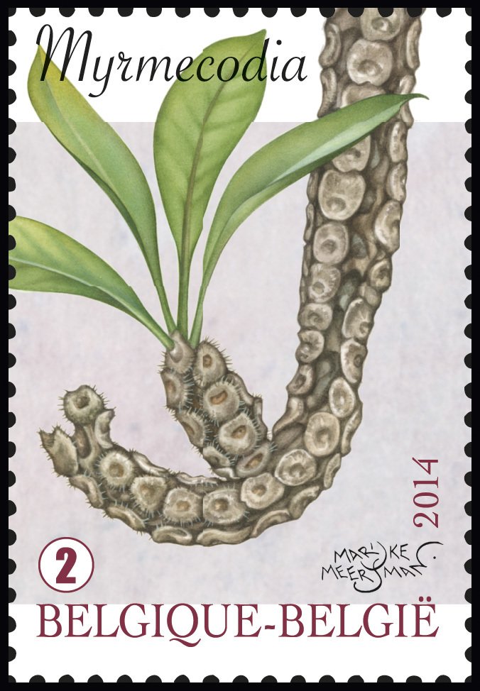 Myrmecodia