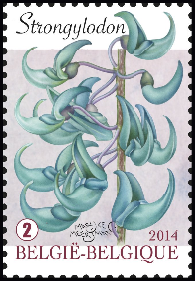 Strongylodon - Jade Vine