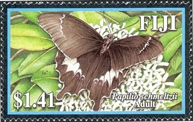 Fiji Swallowtail (Papilio schmeltzii)