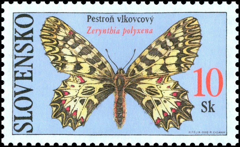 Southern Festoon (Zerynthia polyxena)