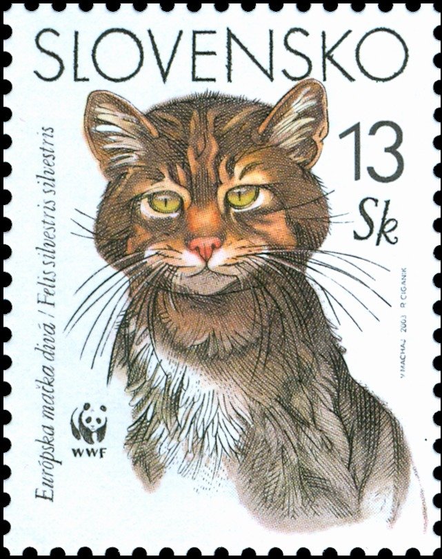 European Wild Cat (Felis sylvestris sylvestris)