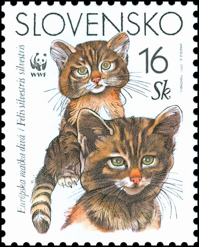 European Wild Cat (Felis sylvestris sylvestris)
