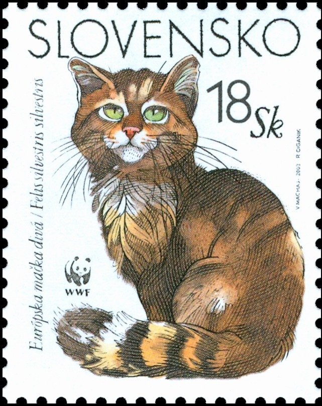 European Wild Cat (Felis sylvestris sylvestris)