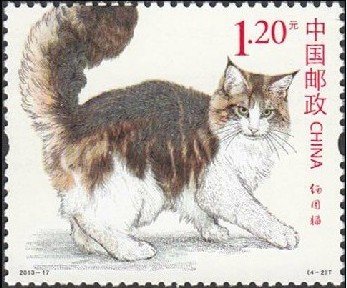 Maine Coon Cat
