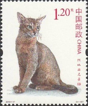 Abyssinian Cat