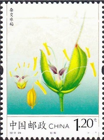 Seed Production of Hybrid Rice