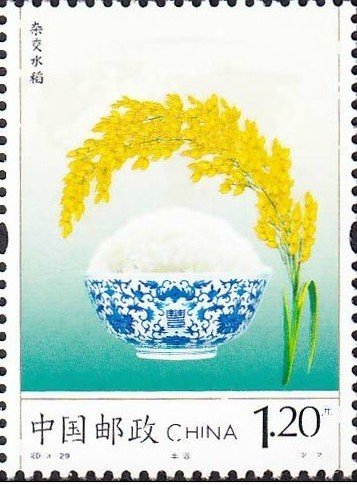 Harvest of Hybrid Rice