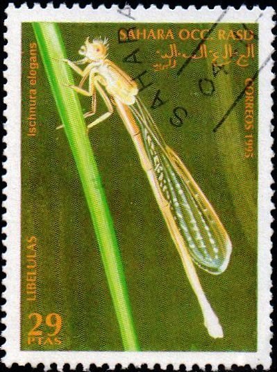 Ischnura elegans