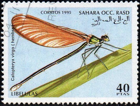 Calopteryx virgo