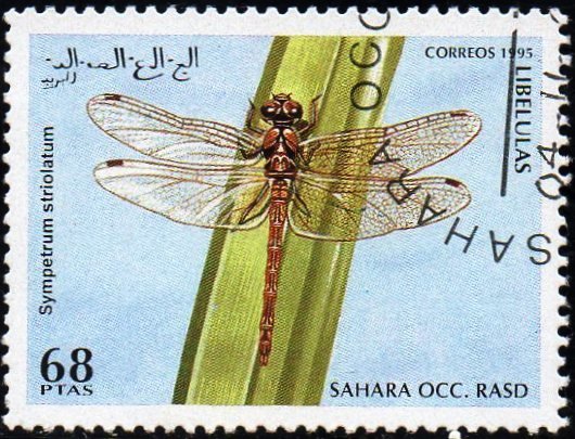 Simpetrum striolatum