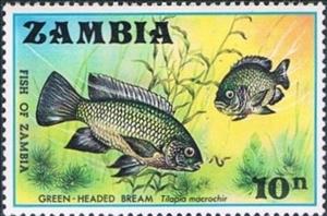 Stamp, Greenhead Tilapia (Tilapia macrochir), Zambia,  