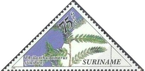 Stamp, Phyllanthus Amaru, Suriname,  , Plants (Flora), Triangle Stamps