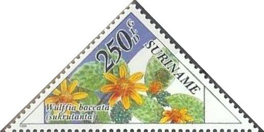 Stamp, Wulffia Baccata, Suriname,  , Plants (Flora), Triangle Stamps